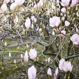 Magnolia tree by Cezary Kielar