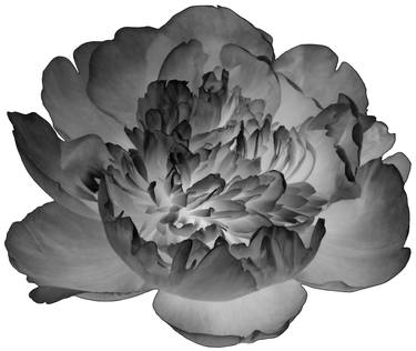 Original Abstract Botanic Digital by Denis Leclerc