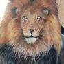 Portrait Lion