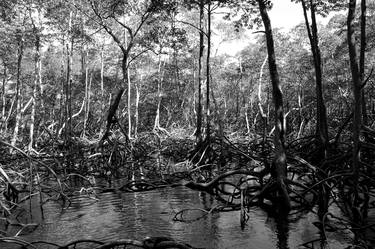 Mangroves thumb