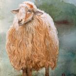 Longhaired Sheep by Marie-Helene Stokkink