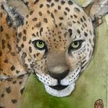 Jaguar by Marie-Helene Stokkink