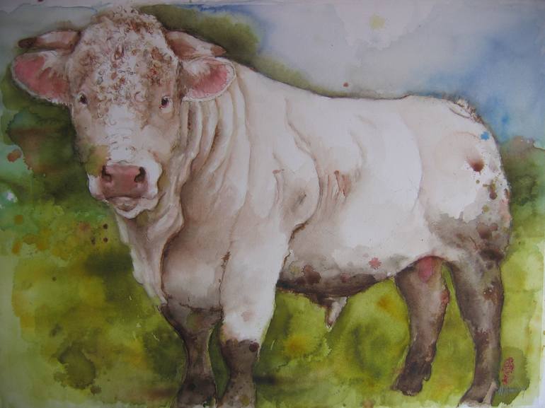 charolais bull drawing