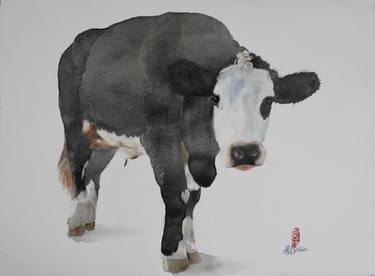Dutch cow from Friesland thumb
