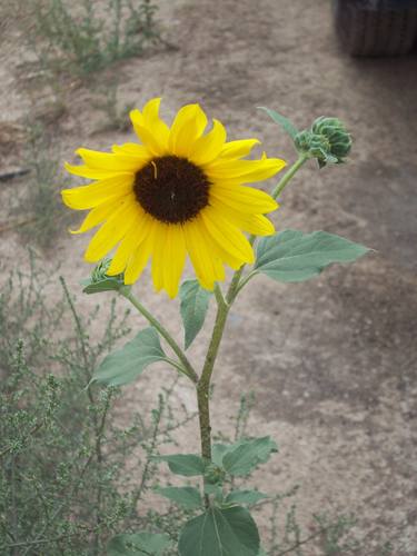 Standing Alone thumb