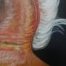 Chestnut Arabian Stallion detail 2