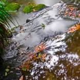 Stream by geoff shoults