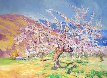 Blooming Apricot Trees, Spring thumb