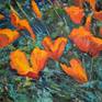 I painted this work in the mountains in California when local beautiful, orange poppies are in blossom!
The artwork is on gallery wrapped Belgian, Oil-Primed Linen. The artwork is wired from behind and framing can be optional.
If you have more questions, please feel free to ask!
best,
Suren