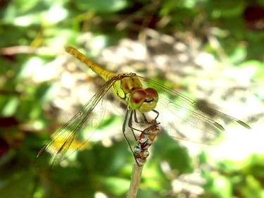 Dragonfly thumb