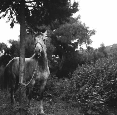 Original Horse Photography by Fatih Gokmen
