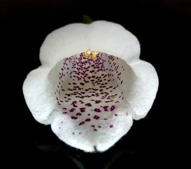 Original Botanic Photography by akla ali