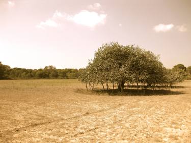 Original Figurative Tree Photography by Sarah Foskett