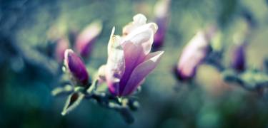 A Magnolias poem thumb