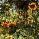Sunflower Serenade by Prithvi Kumar