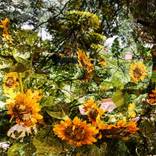 Sunflower Serenade 2 by Prithvi Kumar
