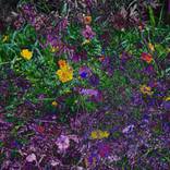Wildflowers Serenade by Prithvi Kumar