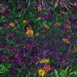 Wildflowers Serenade 2 by Prithvi Kumar
