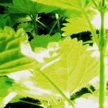 Nettles II by Fred Spratt