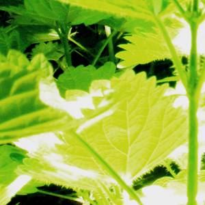 Nettles II