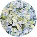Hydrangeas in the Round 3 by Kathryn Gabinet-Kroo