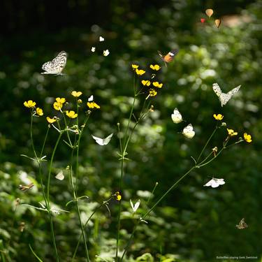 Butterflies Playing - Limited Edition of 9 thumb