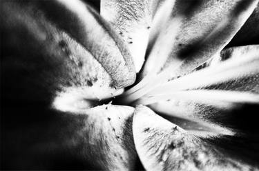 Print of Botanic Photography by Nassia Kapa