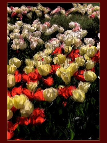 Field of Tulips thumb