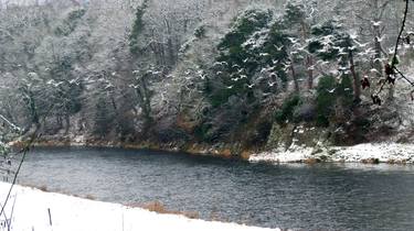 Gulls Fly Up River Tweed In Winter thumb