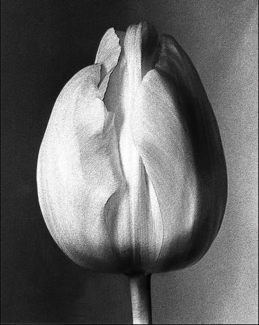 Tulip thumb