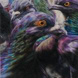 Wild pigeons by Natalie Toplass