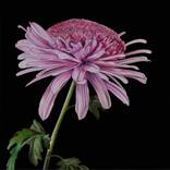 Pink Xanth by Natalie Toplass