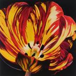 Red and yellow tulip by Natalie Toplass