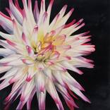 Pink dahlia by Natalie Toplass