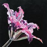 Clematis by Natalie Toplass