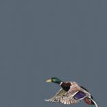 Collection Flora & Fauna