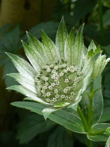 green flower thumb