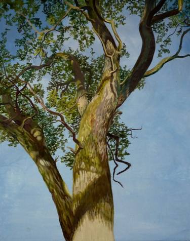 Print of Figurative Tree Paintings by Alison Chaplin