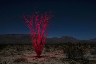 Red Ocotillo, Ansa Borrego Desert - Limited Edition of 9 thumb