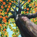 Summer Canopy by Lisa Shimko