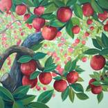 Apple Canopy 33 by Lisa Shimko