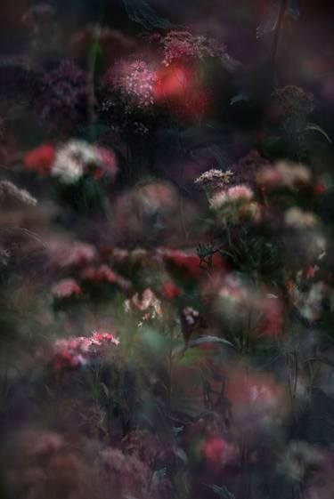 Original Abstract Floral Photography by Stephanie Jung