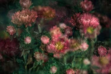 Original Floral Photography by Stephanie Jung