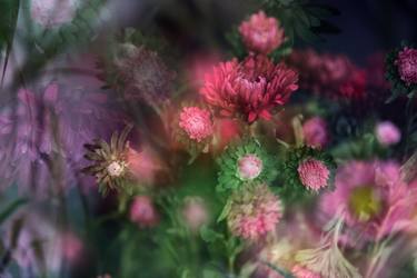 Original Abstract Floral Photography by Stephanie Jung