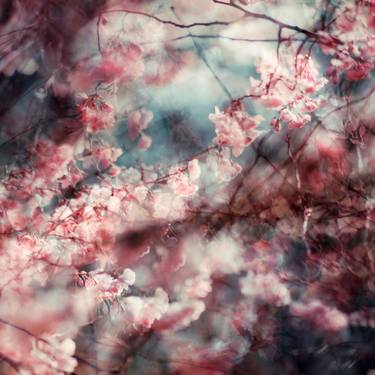 Original Abstract Botanic Photography by Stephanie Jung