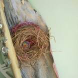 The world welcomed in the nest and by nature by Pearl Braga
