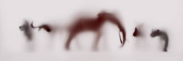 Original Abstract Animal Photography by Sven Pfrommer