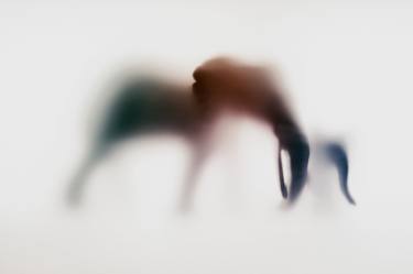 Original Abstract Animal Photography by Sven Pfrommer