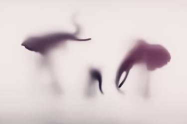 Original Abstract Animal Photography by Sven Pfrommer