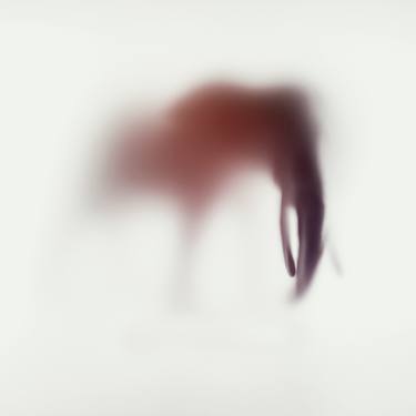 Original Abstract Animal Photography by Sven Pfrommer